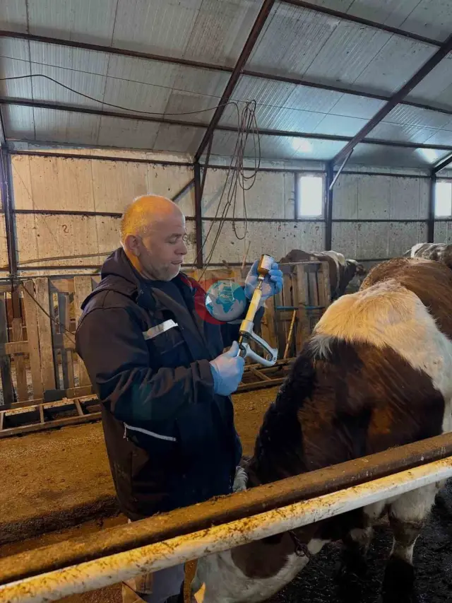Aydıntepe'de Hayvan Sağlığını Koruma Çalışmaları Devam Ediyor