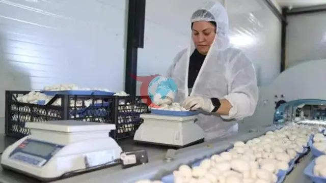 Devlet Desteğiyle Başladığı Üretimde 60 Ton Kapasiteye Ulaştı
