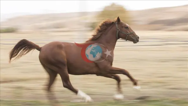 TMSF, Safkan İngiliz Kısrağı ve Tayını Açık Artırma ile Satışa Sunuyor