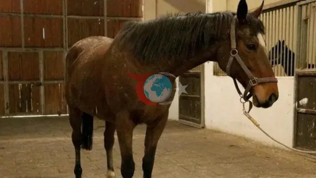 TMSF, İngiliz Kısrak ve Tayını Açık Artırmayla Satışa Sunuyor