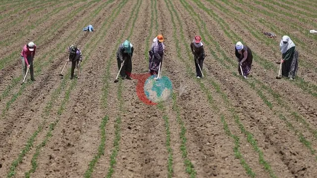 TÜİK Verileri: Tarım İşçilerinin Ücretlerinde Önemli Artış