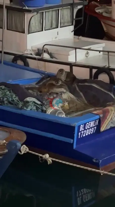 Gemlik'te Sevimli Ziyaret: Su Samuru Ailesi Tekneye Sığındı