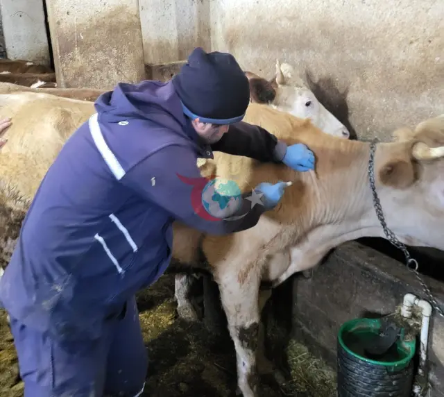 Demirözü'nde Hayvan Sağlığı İçin Aşılama ve Küpeleme Devam Ediyor