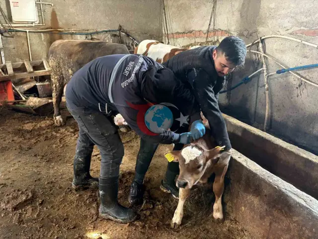 Bayburt'ta Hayvan Sağlığı İçin Aşılama ve Kayıt Çalışmaları Devam Ediyor