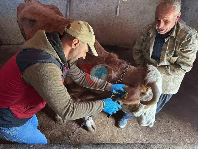 Tunceli'de Şap Aşıları Aralıksız Uygulanıyor