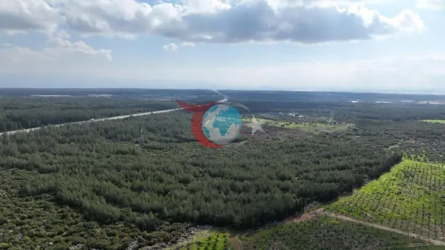 Türkiye'nin 81 İli İçin 81 Orman Projesi İlkbaharda Devam Ediyor