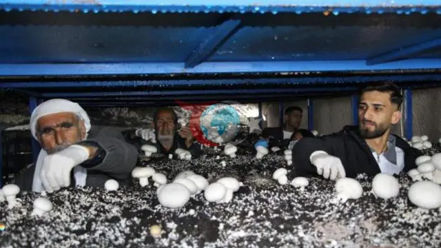 Atalarından Kalan Mağarada Mantar Üretimi: Yılda 3 Tonluk Başarı