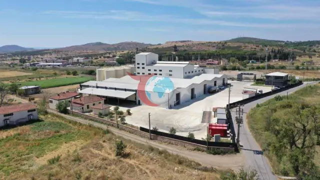 Ayvalık Merkezli Aivalos Zeytinyağı Markasının Küresel Büyüme Stratejisi