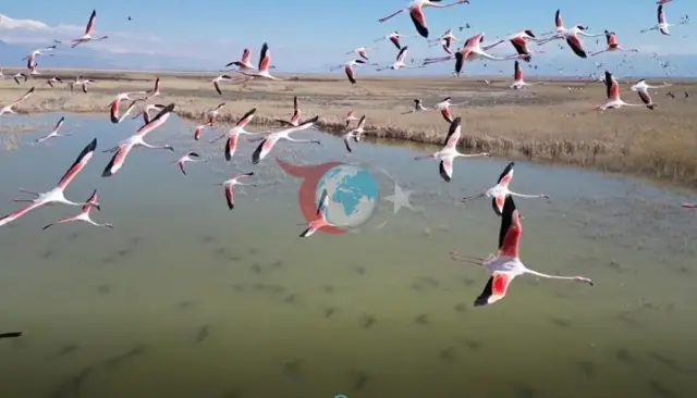Kayseri'de Binlerce Flamingo Görsel Şölen Sunuyor