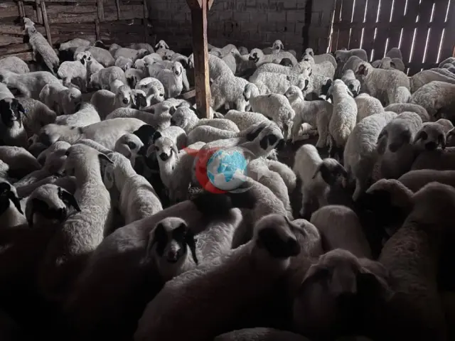 Bayburt'ta Buzağı ve Kuzu Destek Başvuruları Başlıyor