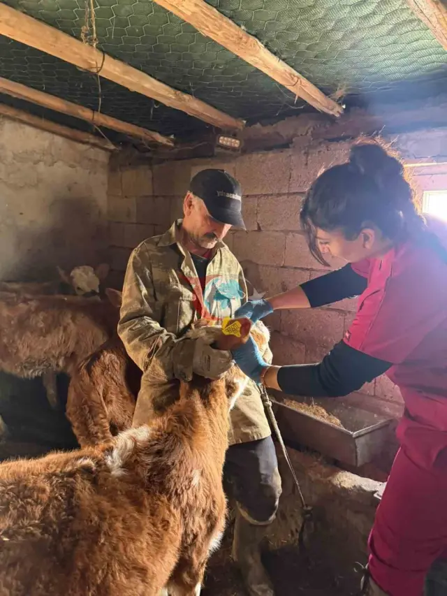 Elazığ'da Şap Aşılama Çalışmaları Devam Ediyor