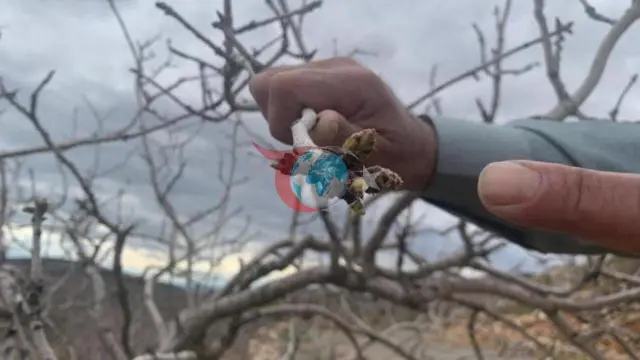 Antep Fıstığı Üreticileri Yağışlarla Rahat Bir Nefes Aldı