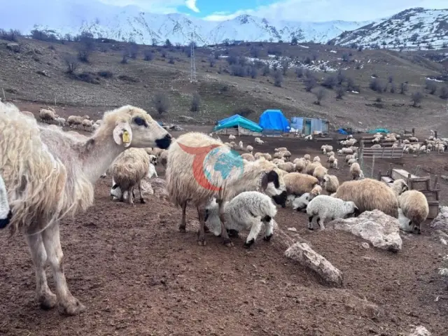 Bayburt'ta Küçükbaş Hayvancılık İçin Destek Başvuruları Devam Ediyor