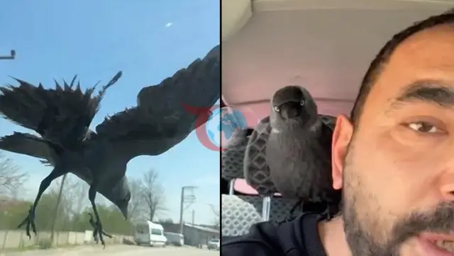 Düzce'de Hareket Halindeki Araçta Karga Şovu