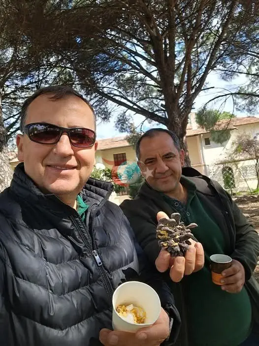 Türkiye Çam Balı Üretiminde Zirvede