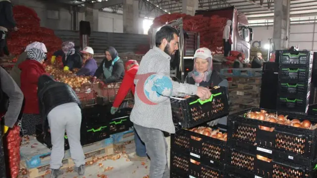Amasya'dan Avrupa'ya Soğan İhracatı Hız Kesmiyor