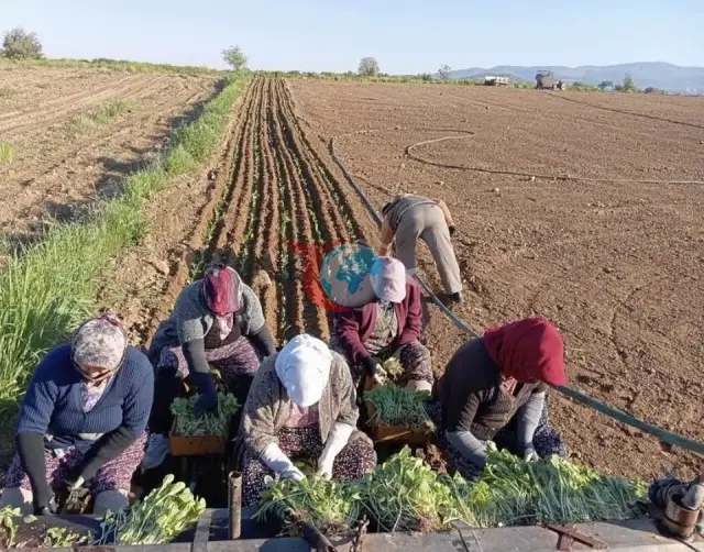 Karacasu'da Tütün Hasadı Başladı: Çiftçiler Avans Bekliyor