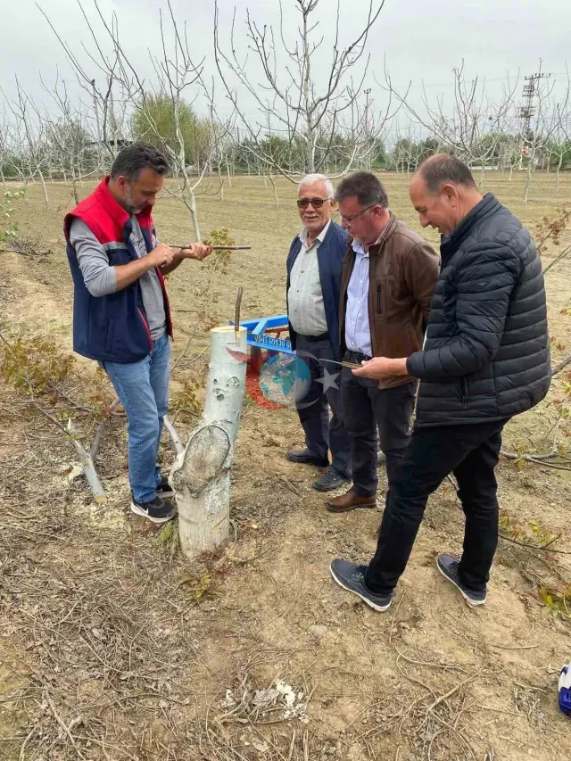 Koçarlı'da Ceviz Üreticilerine Uygulamalı Aşılama Eğitimi