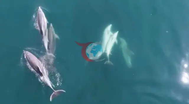 Bartın'da Sürpriz Misafirler: Yunuslar Kıyıya Kadar Geldi