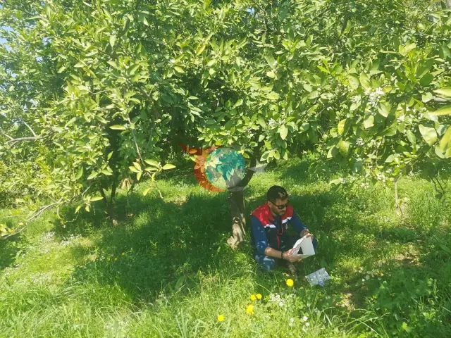 Koçarlı'da Zararlılarla Mücadelede Tuzaklar Etkisini Sürdürüyor
