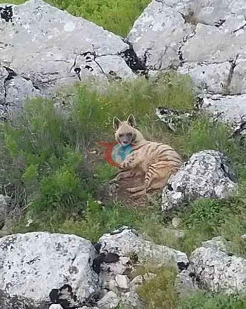 Adıyaman'da Nadir Çizgili Sırtlan Görüntülendi