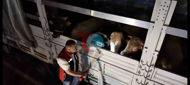 İstanbul'da Kurban Bayramı Öncesi Yoğun Denetim Süreci