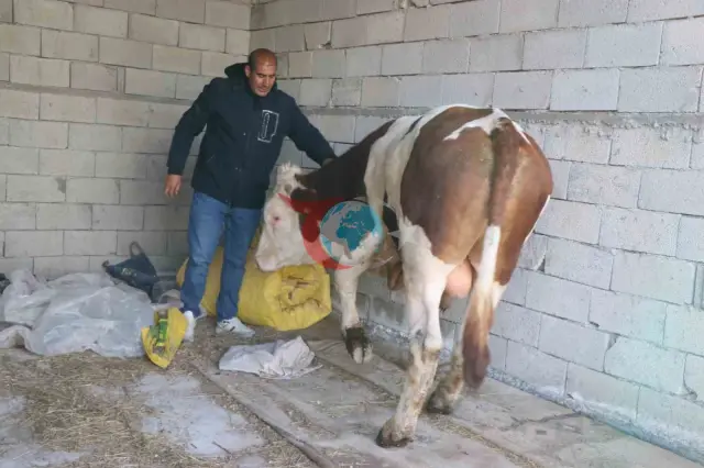Diyadin'de Besicilik Hayvancılıkta Yeni Umutlar Yeşertiyor