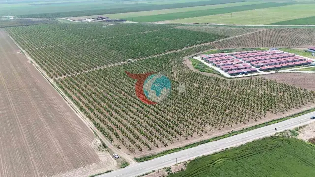 Amik Ovası'nda Tarım İşçilerine Yevmiye Zammı: 1.100 TL