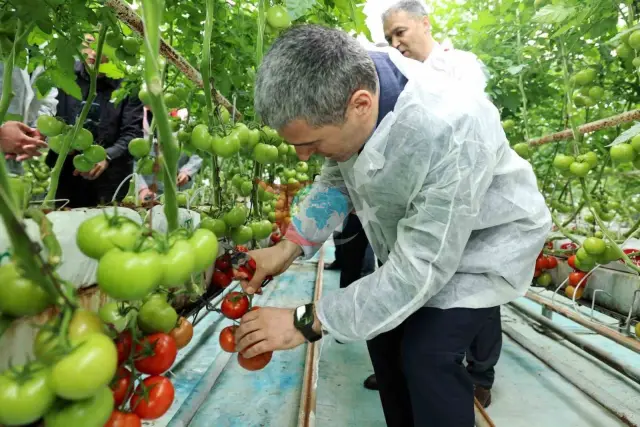 Vali Naci Aktaş, Sandıklı'da Domates Hasadına Katıldı