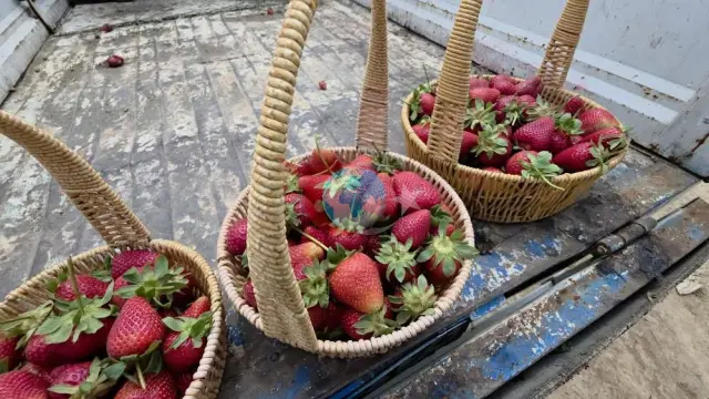 Hatay'da Çilek Hasadı Başladı: Aromatik Çilekler 110 TL'den Satılıyor