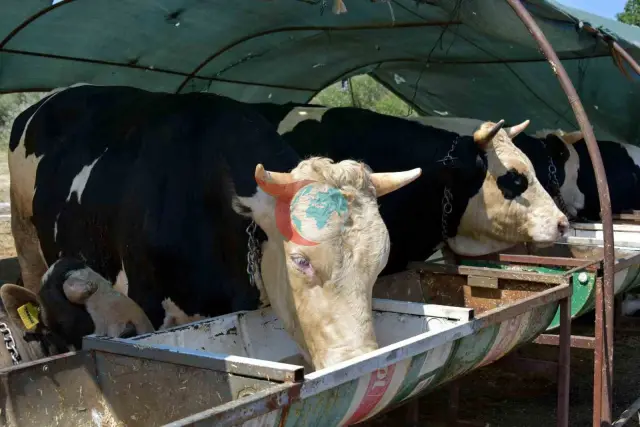 Aliağa'da Kurban Bayramı Kesim Ücretleri Açıklandı