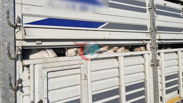 İstanbul'da Kaçak Kurbanlık Operasyonu: 626 Bin Lira Ceza
