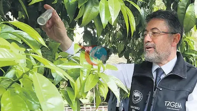 39 Yeni Sort Yerli Toxumlarda Qeydiyyatdan Keçmişdir