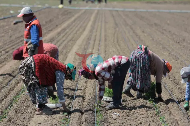 Karacabey'de Domates Sezonu: 14 Salça Fabrikasıyla Rekor Üretim