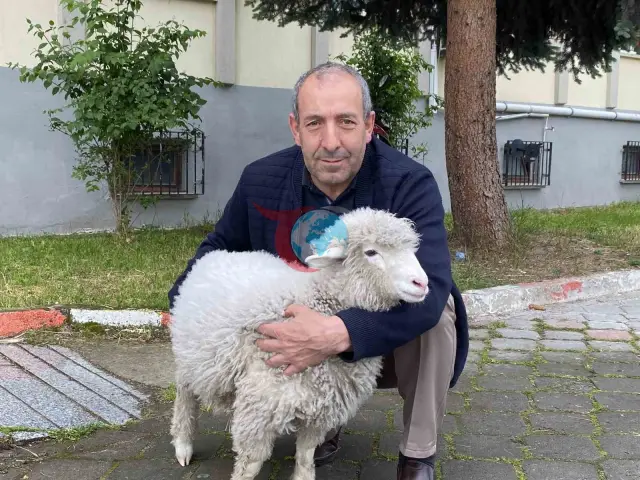 Kavak Adliyesi’nin İlgi Odağı: Sevimli Kuzu Tertip