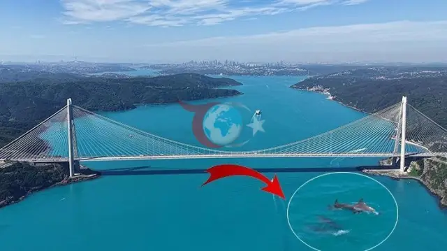 Boğazda Delfinlərin Rəqsi: Firuzəyi Rəngdə Vizual Ziyafət