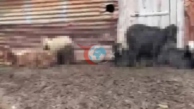 Adana'daki Hayvan Ölümlerinin Sebebi Ortaya Çıktı