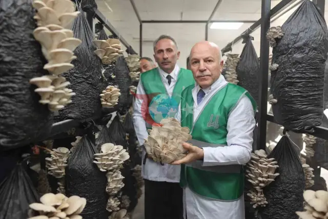 Erzurum’da Yerel Kalkınma: İstiridye Mantarı Üretimi Başladı