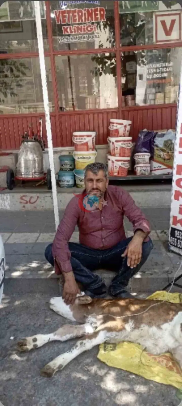 Çermik'te Düşen Buzağı Sahibini Sevince Boğdu