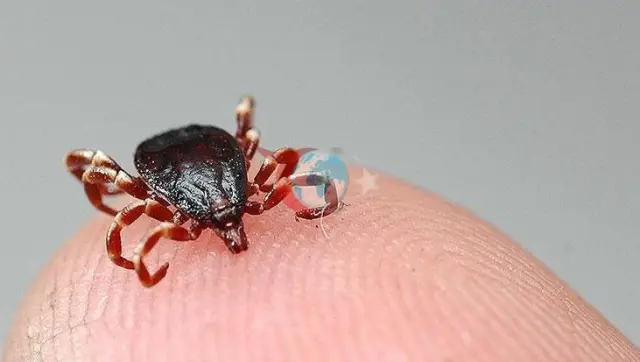 Kenelerle Mücadelede Bilinçlenme Zamanı