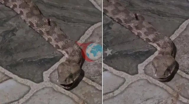 Şırnak'ta Balkon Keyfi Yılan Paniğine Dönüştü