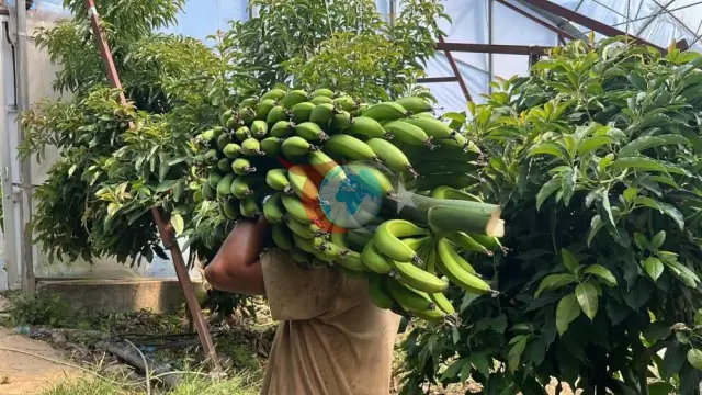 Alanya banan öndürijileri bahanyň tapawudyna reaksiýa bildirýärler