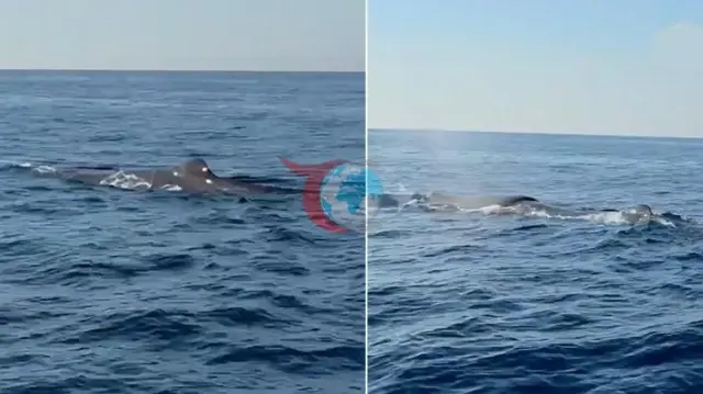 Alanya Sahillərində Üzən Nəhəng Balina Göründü