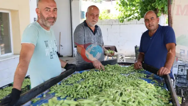 Bamya İstehsalında Qiymətlər və Dəstək Gözləntiləri
