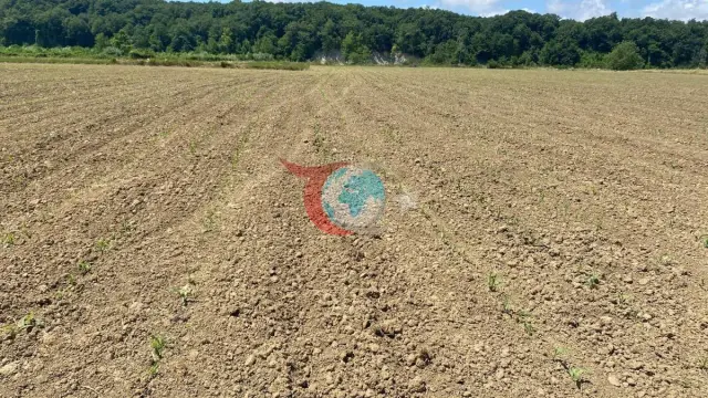Sinop'ta Çiftçiler Yaban Domuzları Yüzünden Zor Durumda