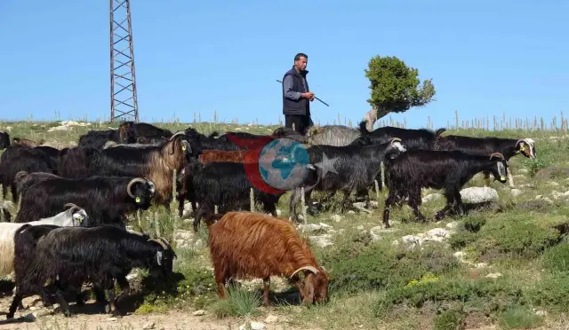 Toroslar'da Canlanan Yaşam: Yörüklerin Keçi Mesaisi