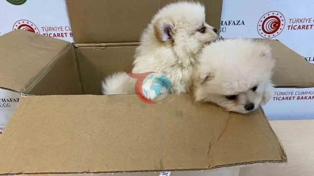 Türkiye'de Yavru Köpek Kaçakçılığına Darbe: Bakanlık Harekete Geçti