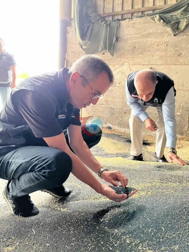 Bilecik'te Hasat Sezonu Hareketliliği: Kanola ve Ayçiçeği Alımları Hız Kesmeden Sürüyor