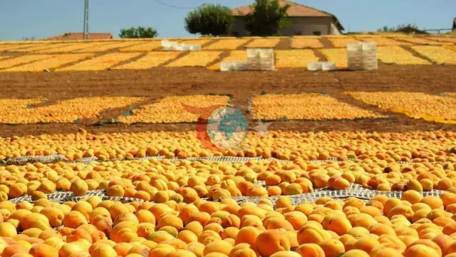 Malatya Kayısısı Zirai Dona Meydan Okudu: İlk 6 Ayda 115 Milyon Dolarlık Dev Gelir