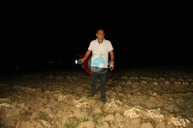 Taşköprüdagi "Oq oltin" hushyorligi: fermerlar o'g'rilarga qarshi dalada qolishadi